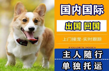张掖宠物托运公司张掖宠物托运公司张掖宠物托运公司