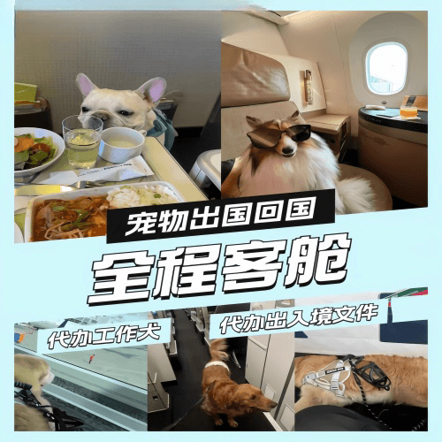 张掖宠物托运到白俄罗斯宠物入境规定和要求